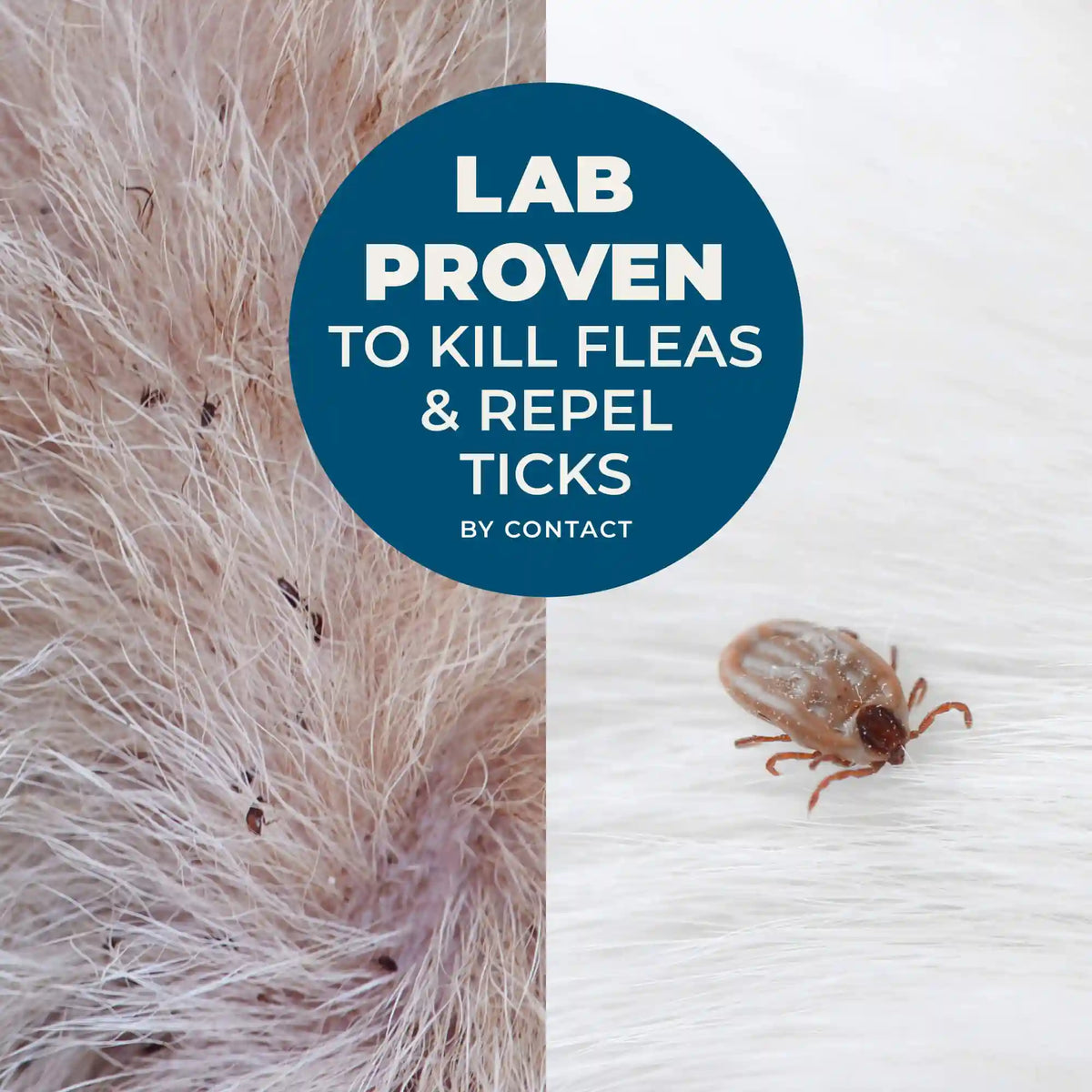 Flea & Tick Shampoo