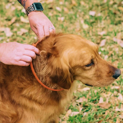 Flea & Tick Protection Bundle: Collar & Spray