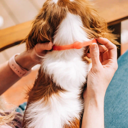 Flea & Tick Protection Bundle: Collar & Spray
